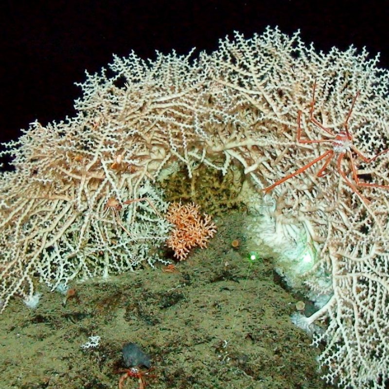 Madrepora oculata is one species of deep water coral. Photo credit NOAA.